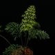 Asplenium bulbiferum [ �����ץ�˥��ࡦ�֥�ӥե���� ]���� PN260902-01 �ۡ��� �դ��ȤƤ����٤ʶ����������� ��