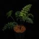 Asplenium bulbiferum [ �����ץ�˥��ࡦ�֥�ӥե���� ]���� PN260902-01 �ۡ��� �դ��ȤƤ����٤ʶ����������� ��