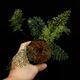 Asplenium bulbiferum [ �����ץ�˥��ࡦ�֥�ӥե���� ]���� PN260902-01 �ۡ��� �դ��ȤƤ����٤ʶ����������� ��