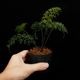 Asplenium bulbiferum [ �����ץ�˥��ࡦ�֥�ӥե���� ]���� PN260902-01 �ۡ��� �դ��ȤƤ����٤ʶ����������� ��