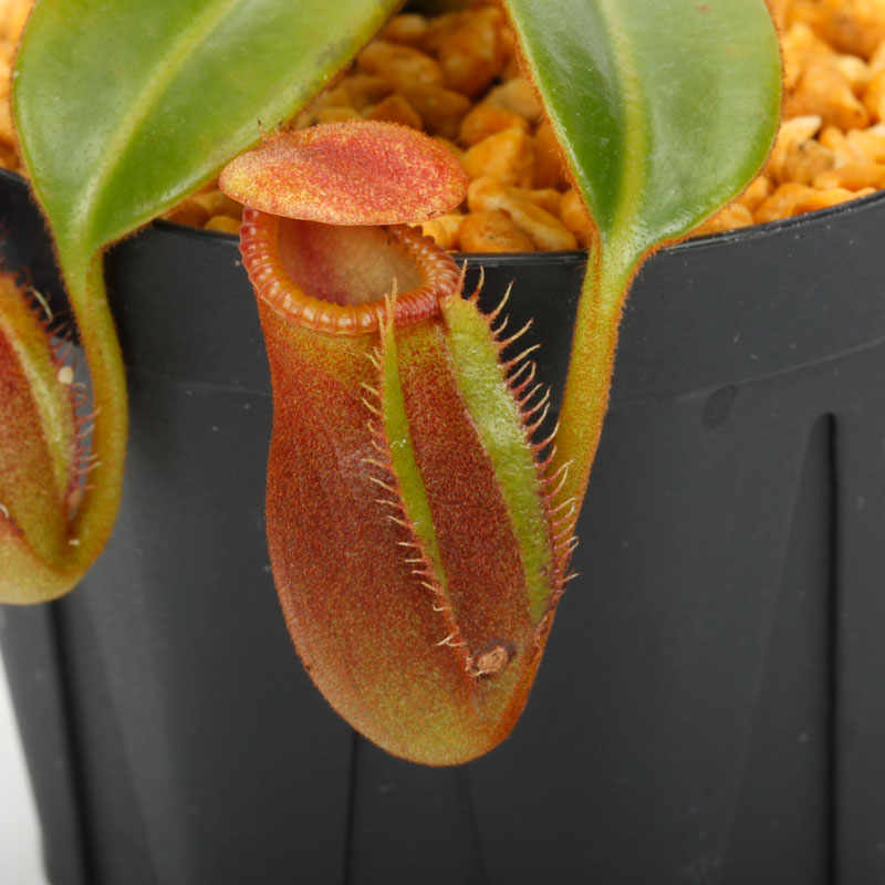 Nepenthes macrophylla / AW / Clone:ed1��[ �ͥڥ�ƥ����ޥ����ե��� ]���� PN241217-06 ��