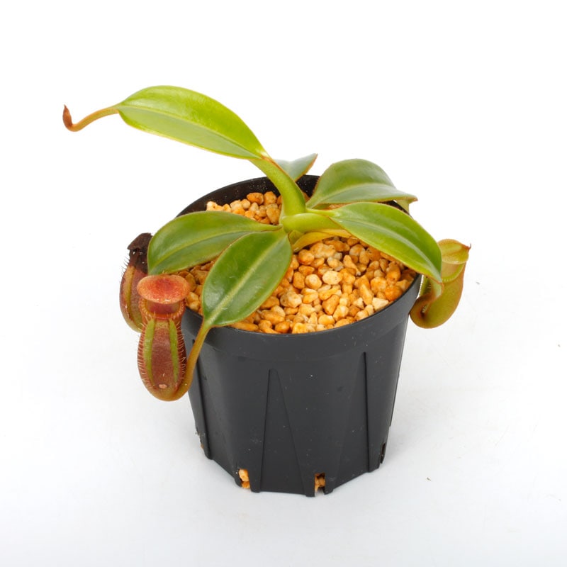 Nepenthes macrophylla / AW / Clone:ed1��[ �ͥڥ�ƥ����ޥ����ե��� ]���� PN241217-06 ��