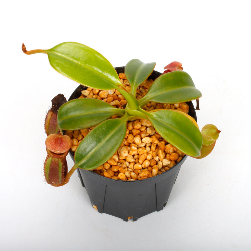 Nepenthes macrophylla / AW / Clone:ed1��[ �ͥڥ�ƥ����ޥ����ե��� ]���� PN241217-06 ��