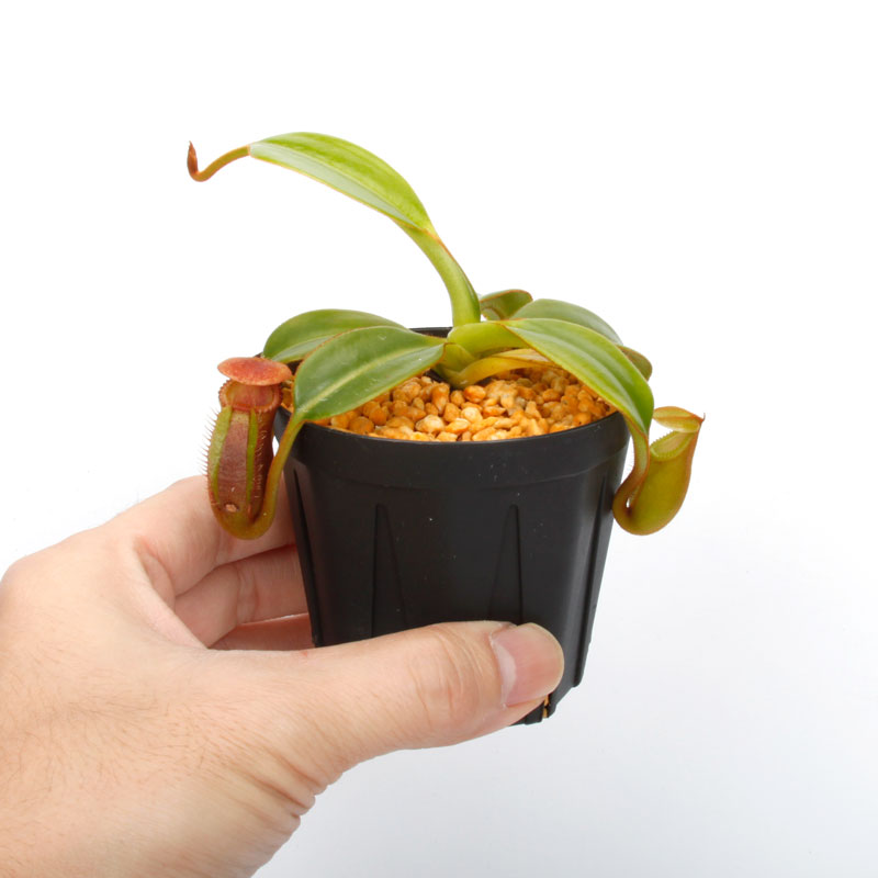 Nepenthes macrophylla / AW / Clone:ed1��[ �ͥڥ�ƥ����ޥ����ե��� ]���� PN241217-06 ��