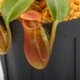 Nepenthes macrophylla / AW / Clone:ed1��[ �ͥڥ�ƥ����ޥ����ե��� ]���� PN241217-06 ��