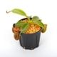 Nepenthes macrophylla / AW / Clone:ed1��[ �ͥڥ�ƥ����ޥ����ե��� ]���� PN241217-06 ��