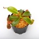 Nepenthes macrophylla / AW / Clone:ed1��[ �ͥڥ�ƥ����ޥ����ե��� ]���� PN241217-06 ��