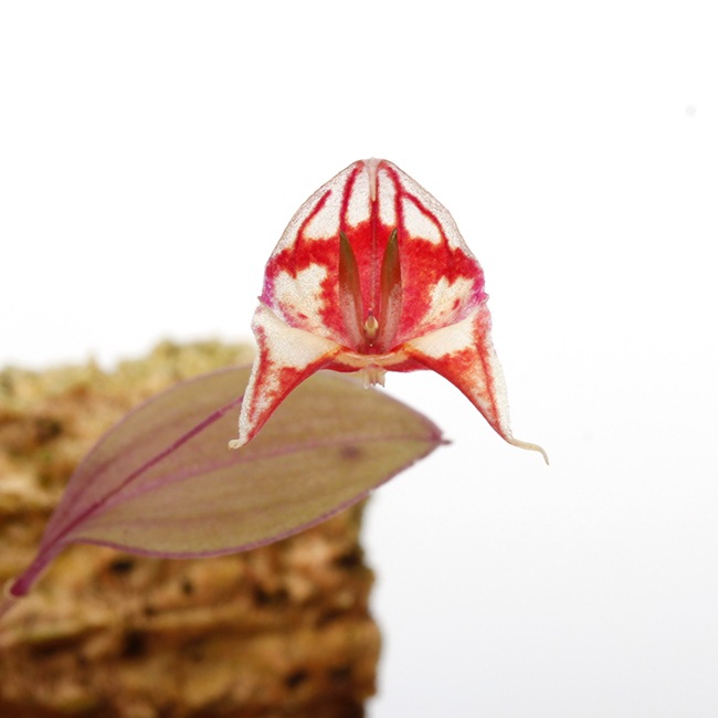 Lepanthes felis [ レパンテス・フェリス ] 【 PN240205-12 】 | 植物