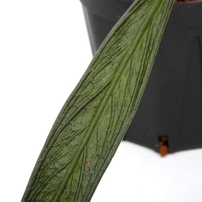 Josefia intricata[ 祻եȥꥫ ] PN250507-07 ۡ 2023ǯ˵ܤ줿°ηήϥȥ 