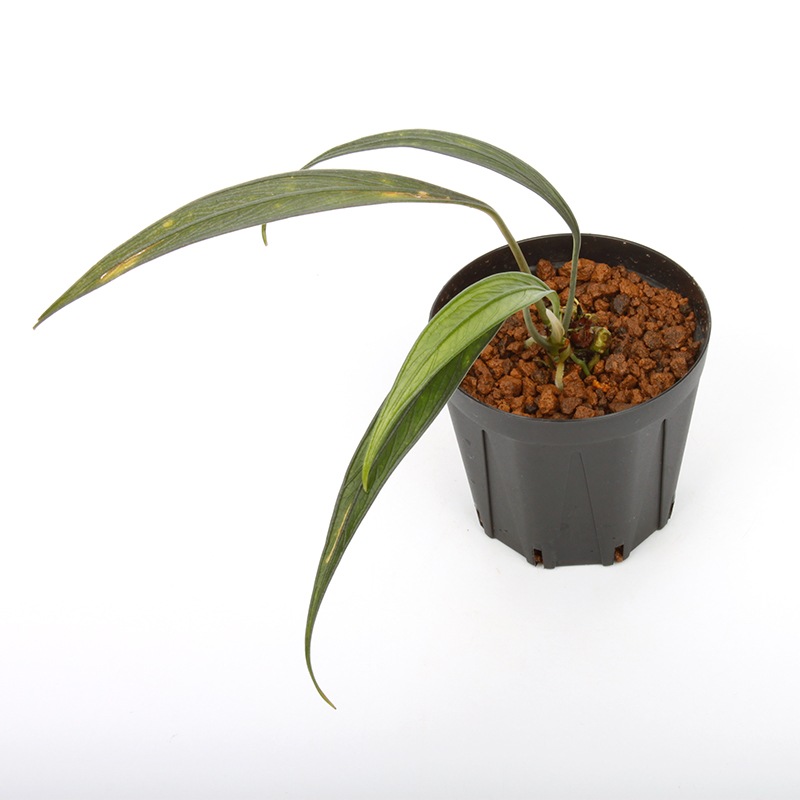 Josefia intricata[ 祻եȥꥫ ] PN250507-07 ۡ 2023ǯ˵ܤ줿°ηήϥȥ 