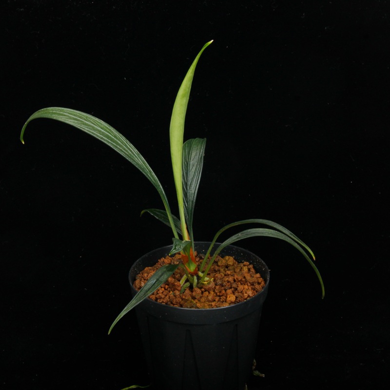 Josefia intricata[ 祻եȥꥫ ] PN250507-07 ۡ 2023ǯ˵ܤ줿°ηήϥȥ 