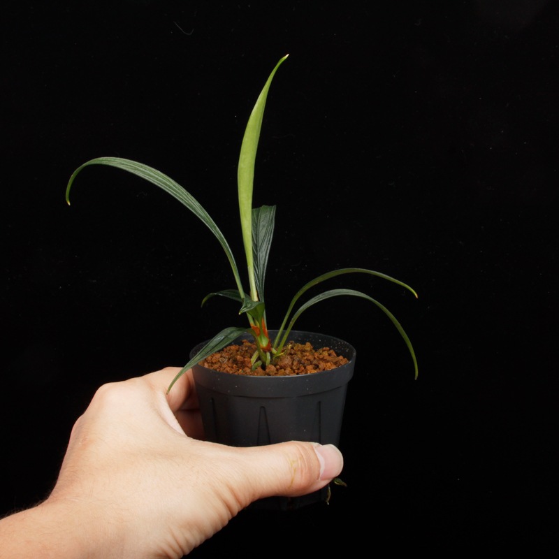 Josefia intricata[ 祻եȥꥫ ] PN250507-07 ۡ 2023ǯ˵ܤ줿°ηήϥȥ 
