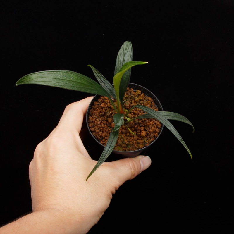 Josefia intricata[ 祻եȥꥫ ] PN250507-07 ۡ 2023ǯ˵ܤ줿°ηήϥȥ 