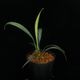 Josefia intricata[ 祻եȥꥫ ] PN250507-07 ۡ 2023ǯ˵ܤ줿°ηήϥȥ 
