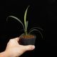 Josefia intricata[ 祻եȥꥫ ] PN250507-07 ۡ 2023ǯ˵ܤ줿°ηήϥȥ 