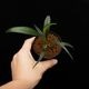 Josefia intricata[ 祻եȥꥫ ] PN250507-07 ۡ 2023ǯ˵ܤ줿°ηήϥȥ 
