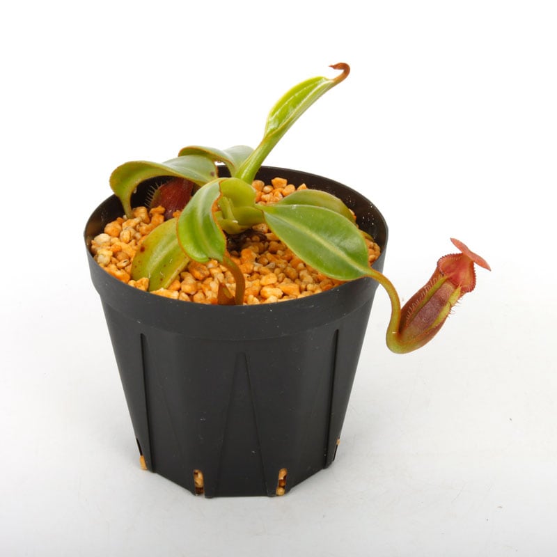 Nepenthes macrophylla / AW / Clone:ed1��[ �ͥڥ�ƥ����ޥ����ե��� ]���� PN241217-07 ��