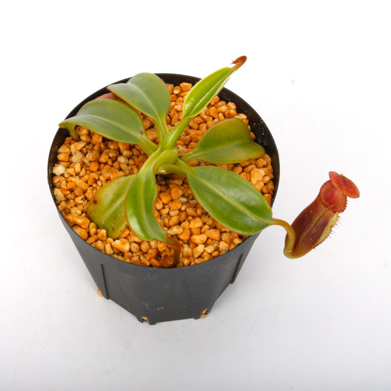 Nepenthes macrophylla / AW / Clone:ed1��[ �ͥڥ�ƥ����ޥ����ե��� ]���� PN241217-07 ��