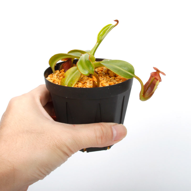 Nepenthes macrophylla / AW / Clone:ed1��[ �ͥڥ�ƥ����ޥ����ե��� ]���� PN241217-07 ��
