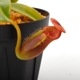 Nepenthes macrophylla / AW / Clone:ed1��[ �ͥڥ�ƥ����ޥ����ե��� ]���� PN241217-07 ��