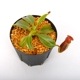 Nepenthes macrophylla / AW / Clone:ed1��[ �ͥڥ�ƥ����ޥ����ե��� ]���� PN241217-07 ��
