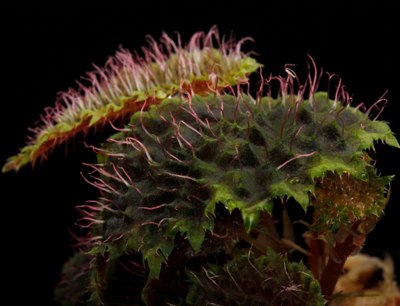 Begonia sp. " Timika, Papua "��[ �٥��˥� sp. " �ƥ��ߥ����ѥץ� " ]���� PN251119-11 ��