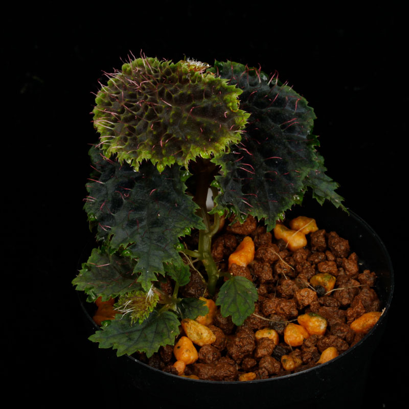 Begonia sp. " Timika, Papua "��[ �٥��˥� sp. " �ƥ��ߥ����ѥץ� " ]���� PN260428-02 ��