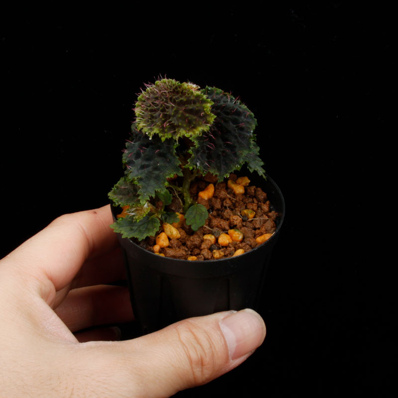 Begonia sp. " Timika, Papua "��[ �٥��˥� sp. " �ƥ��ߥ����ѥץ� " ]���� PN260428-02 ��