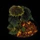 Begonia sp. " Timika, Papua "��[ �٥��˥� sp. " �ƥ��ߥ����ѥץ� " ]���� PN260428-02 ��