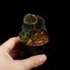 Begonia sp. " Timika, Papua "��[ �٥��˥� sp. " �ƥ��ߥ����ѥץ� " ]���� PN260428-02 ��