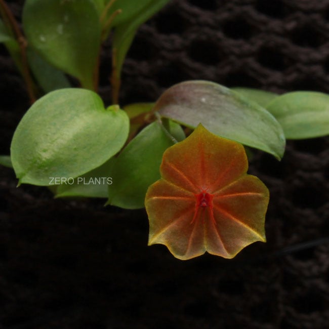 レパンテス テリポゴニフローラ テラプレート付 Lepanthes telipogoniflora [ レパンテス・テリポゴニフローラ