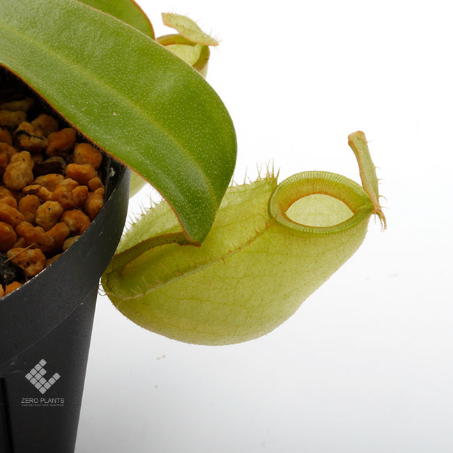 Nepenthes ampullaria 