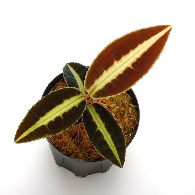 Labisia sp. 