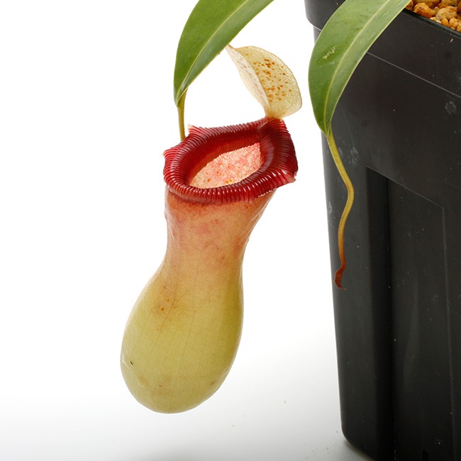 Nepenthes ventricosa 