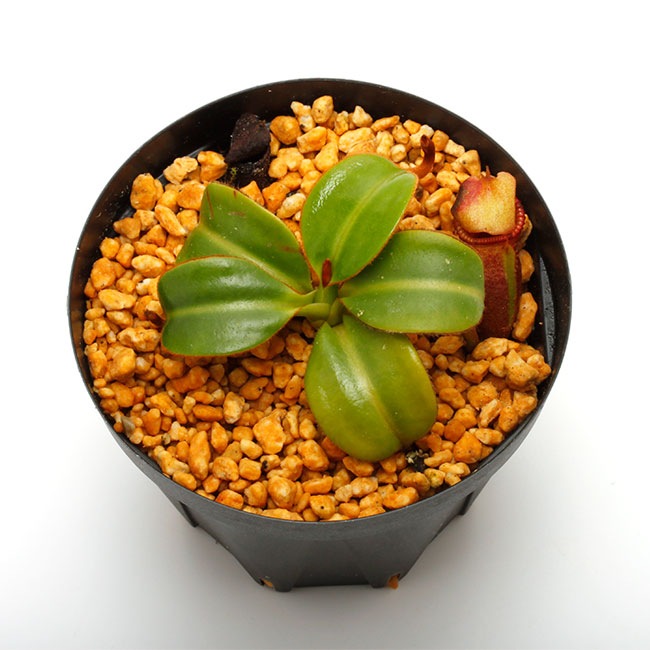 Nepenthes macrophylla / AW / Clone05��[ �ͥڥ�ƥ����ޥ����ե��� ]���� PN230510-19 ��