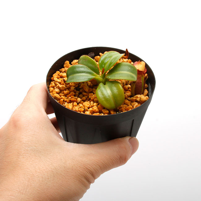 Nepenthes macrophylla / AW / Clone05��[ �ͥڥ�ƥ����ޥ����ե��� ]���� PN230510-19 ��