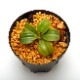 Nepenthes macrophylla / AW / Clone05��[ �ͥڥ�ƥ����ޥ����ե��� ]���� PN230510-19 ��