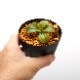 Nepenthes macrophylla / AW / Clone05��[ �ͥڥ�ƥ����ޥ����ե��� ]���� PN230510-19 ��