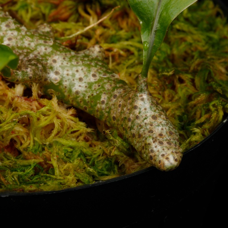 Lecanopteris sinuosa ' Normanby, PNG '��[ �쥫�Υץƥꥹ�����̥��� ]���� PN260624-05 ��