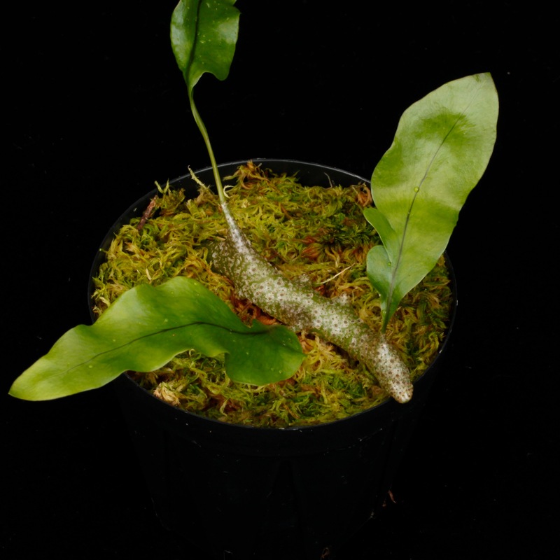 Lecanopteris sinuosa ' Normanby, PNG '��[ �쥫�Υץƥꥹ�����̥��� ]���� PN260624-05 ��