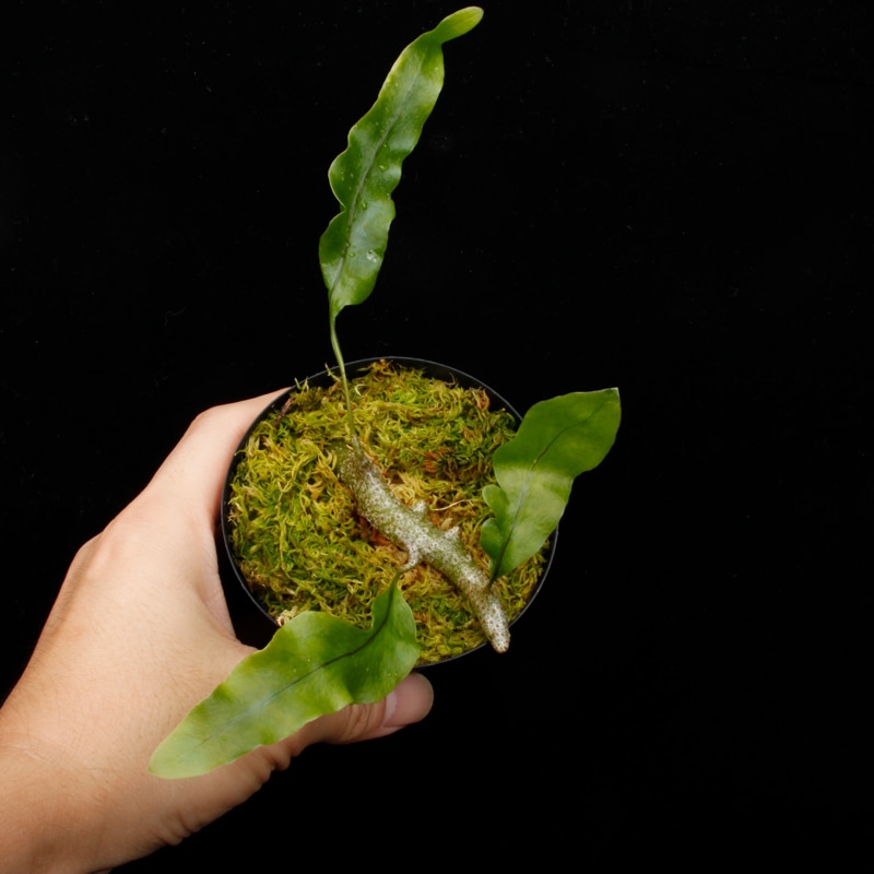 Lecanopteris sinuosa ' Normanby, PNG '��[ �쥫�Υץƥꥹ�����̥��� ]���� PN260624-05 ��