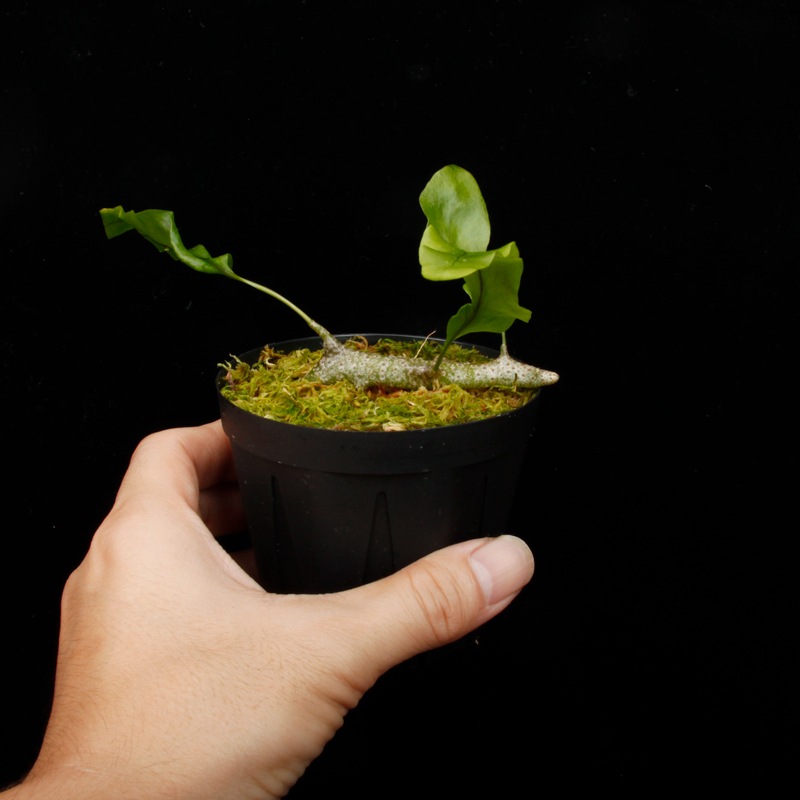 Lecanopteris sinuosa ' Normanby, PNG '��[ �쥫�Υץƥꥹ�����̥��� ]���� PN260624-05 ��