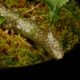 Lecanopteris sinuosa ' Normanby, PNG '��[ �쥫�Υץƥꥹ�����̥��� ]���� PN260624-05 ��