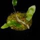 Lecanopteris sinuosa ' Normanby, PNG '��[ �쥫�Υץƥꥹ�����̥��� ]���� PN260624-05 ��