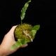 Lecanopteris sinuosa ' Normanby, PNG '��[ �쥫�Υץƥꥹ�����̥��� ]���� PN260624-05 ��