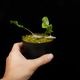 Lecanopteris sinuosa ' Normanby, PNG '��[ �쥫�Υץƥꥹ�����̥��� ]���� PN260624-05 ��