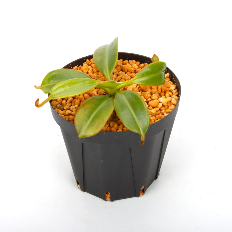 Nepenthes macrophylla / AW / Clone:ed1��[ �ͥڥ�ƥ����ޥ����ե��� ]���� PN241217-08 ��