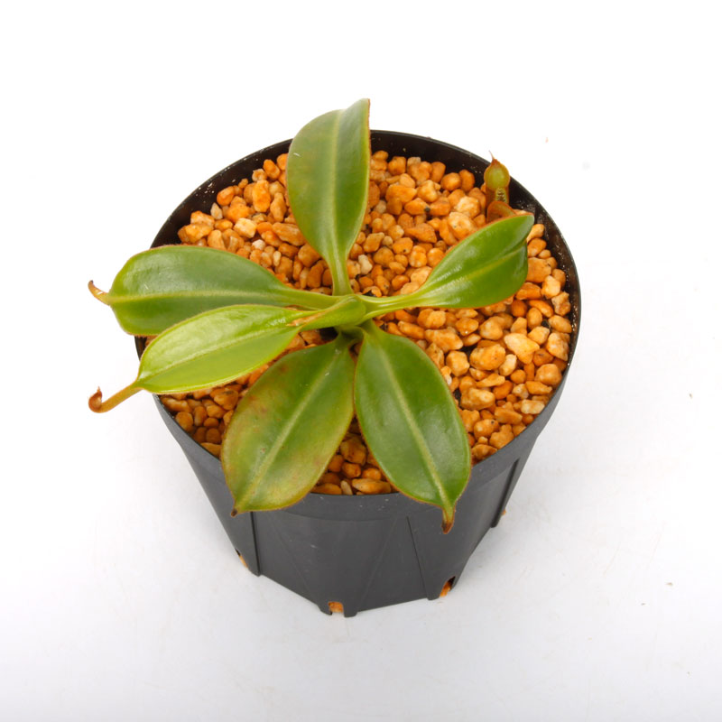 Nepenthes macrophylla / AW / Clone:ed1��[ �ͥڥ�ƥ����ޥ����ե��� ]���� PN241217-08 ��