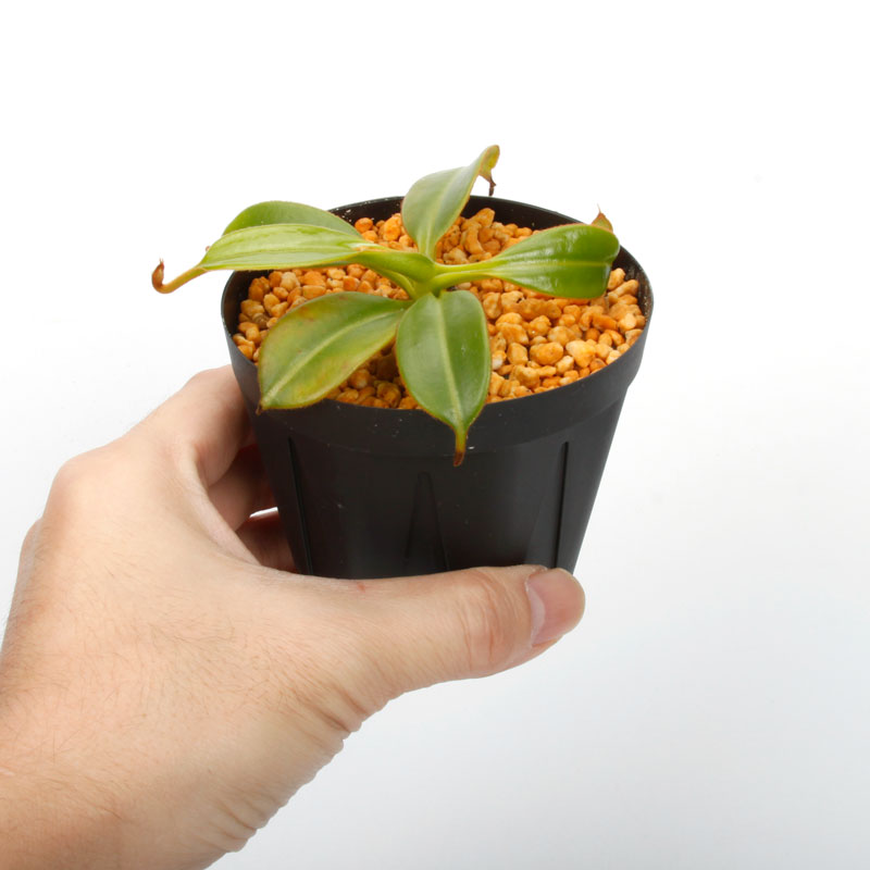 Nepenthes macrophylla / AW / Clone:ed1��[ �ͥڥ�ƥ����ޥ����ե��� ]���� PN241217-08 ��