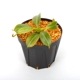 Nepenthes macrophylla / AW / Clone:ed1��[ �ͥڥ�ƥ����ޥ����ե��� ]���� PN241217-08 ��